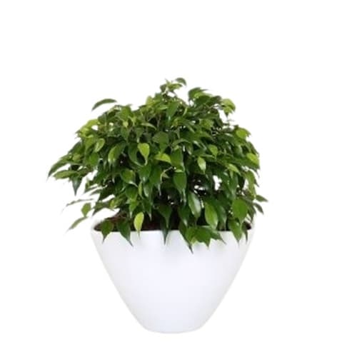 Фикус кинки в купа Ficus kinki bowl D18