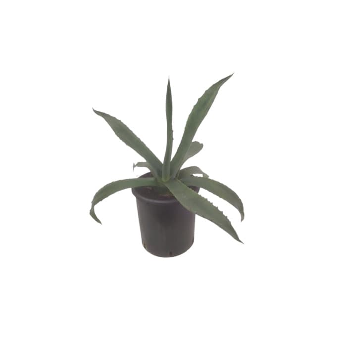 Агаве / Agave 3л