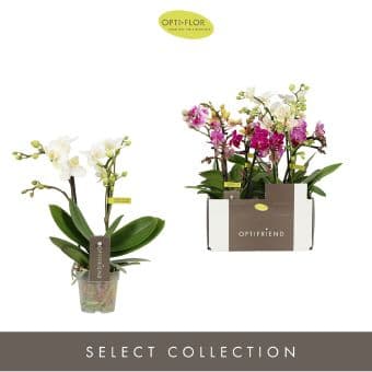 Орхидея с 2 цветоноса Phalaenopsis