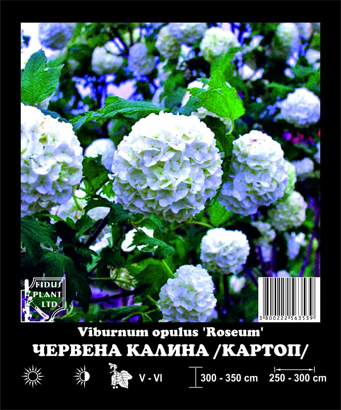 Червена калина / Картоп 200-250см