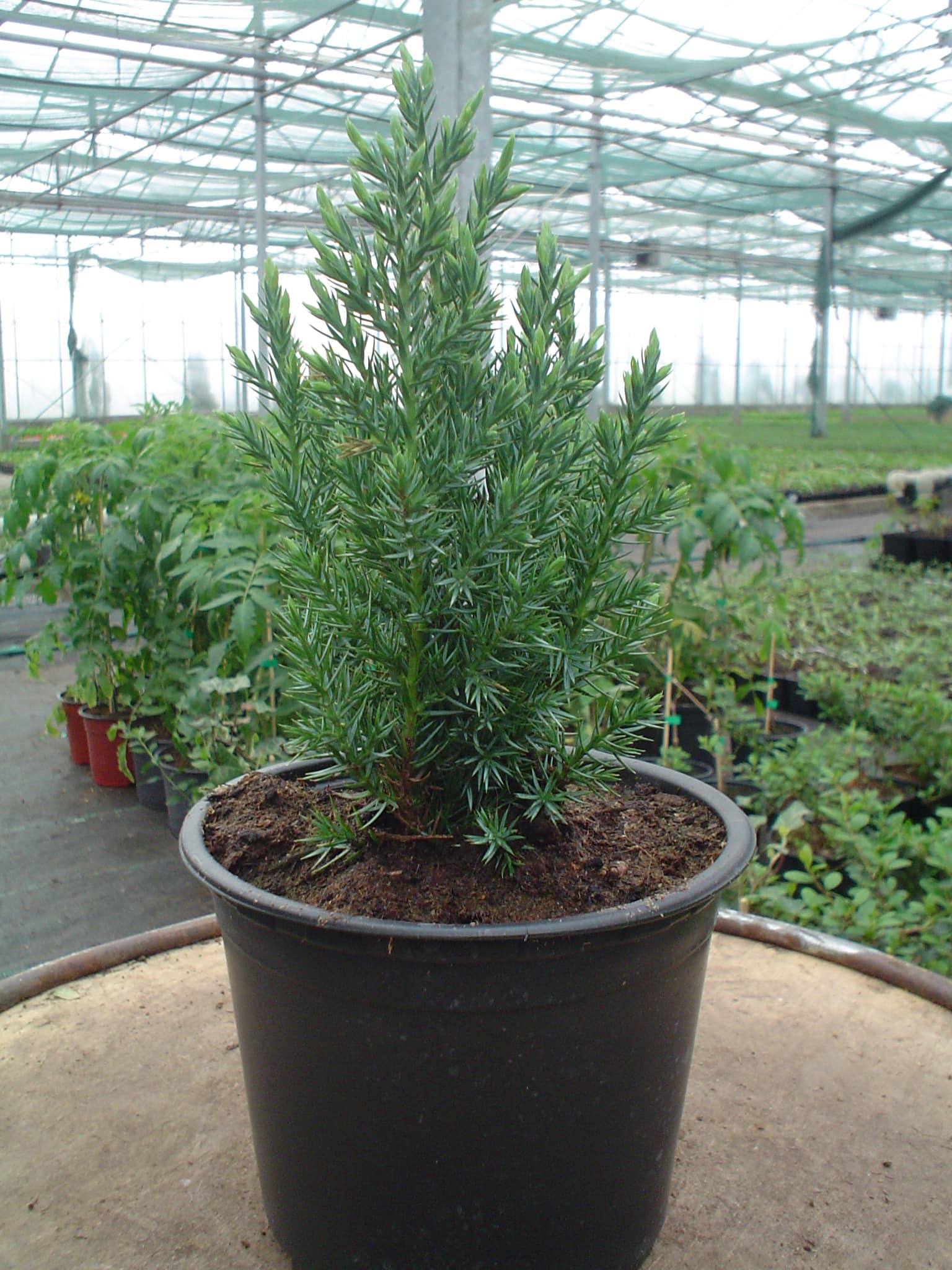 Китайска смирка Stricta 15/20 C1.5