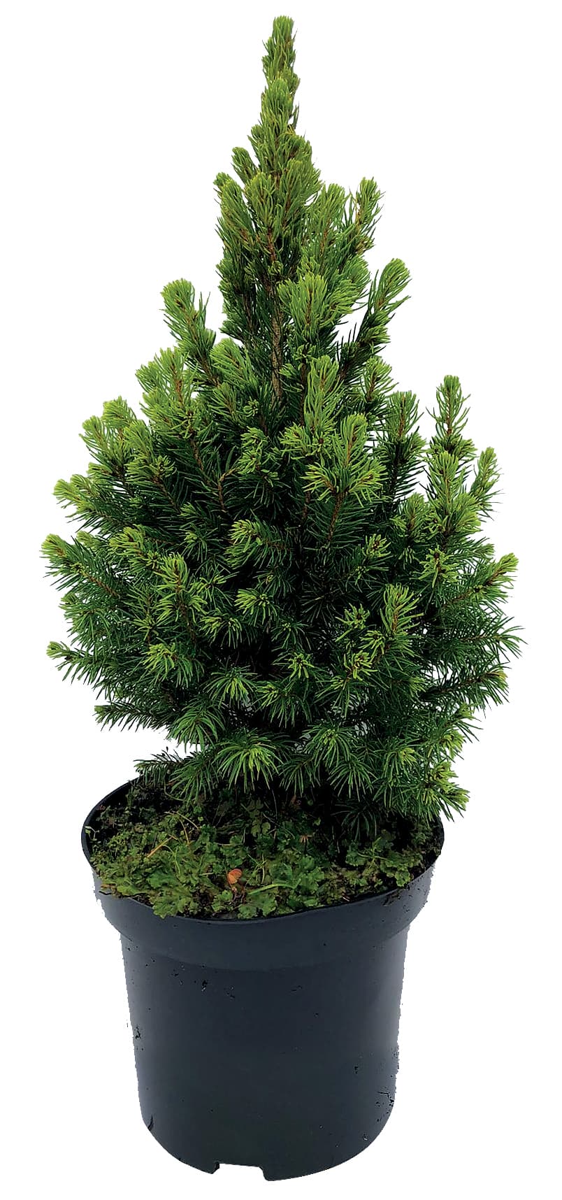 Иглолистно дърво Picea glauca Konica 30/40см 3л