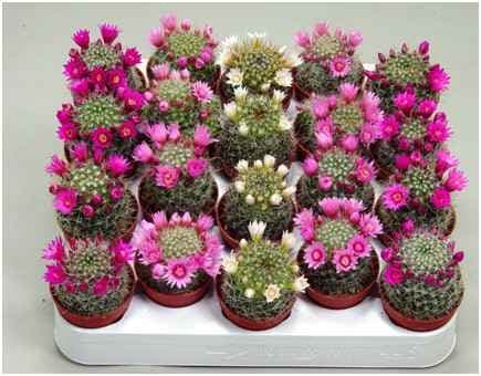 Кактус Flowering mix C505