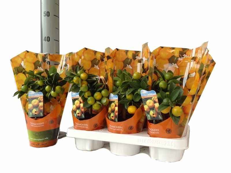 Каламондин Calamondin C12