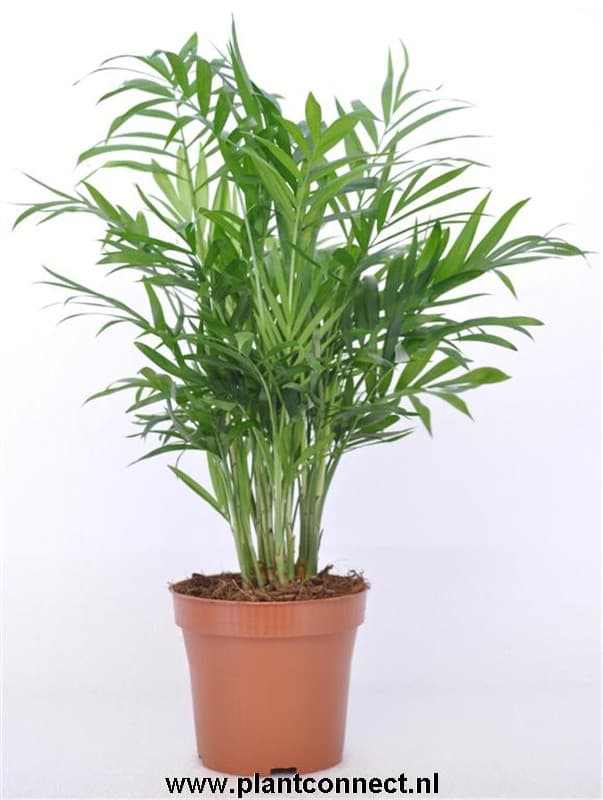 Хамедорея Elegans C12