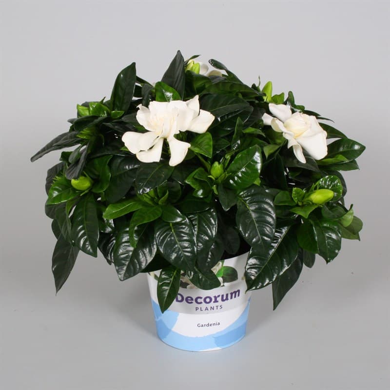 Гардения Jasminoides C13