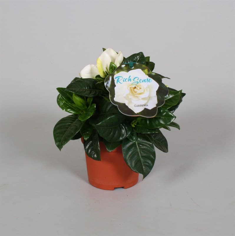 Гардения Jasminoides C9