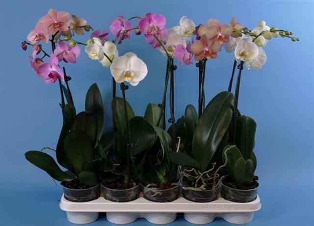 Орхидея Phalaenopsis C12