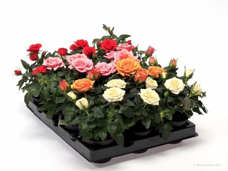 Роза mini mixC6