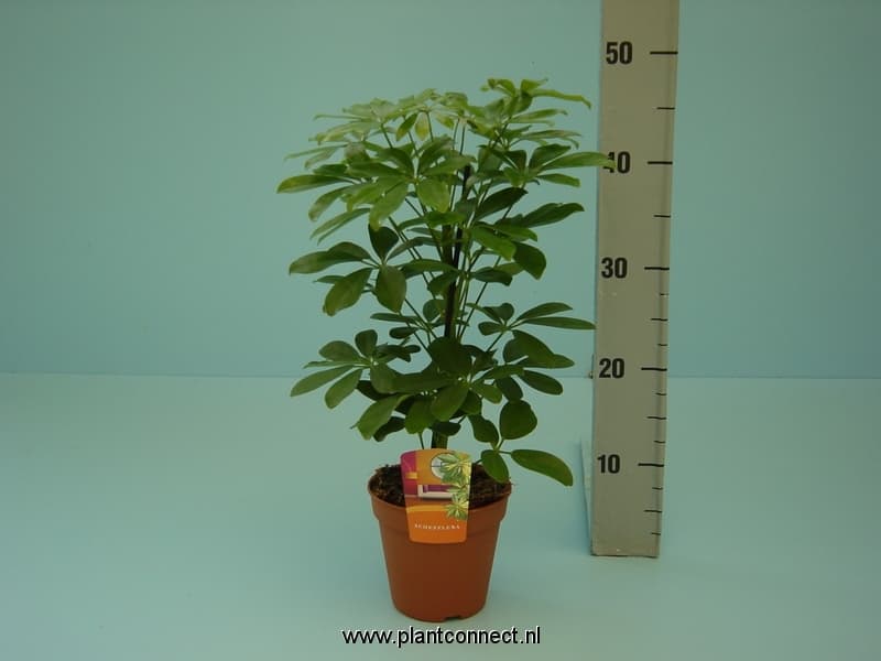 Шефлера  Nora C13