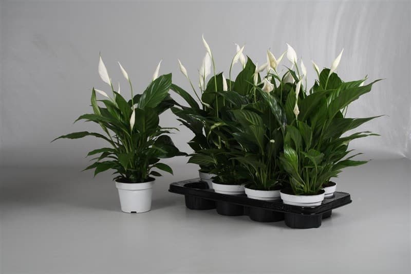 Спатифилум Spathiphyllum C13