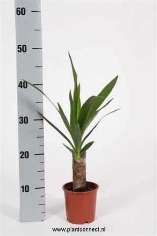 Юка Yucca C11