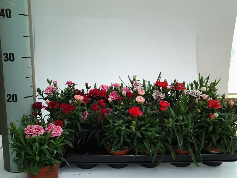 Карамфил Dianthus Mix C9