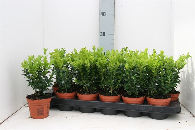 Чемшир Buxus C9