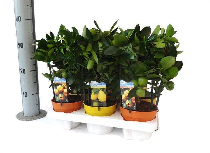 Цитрус Citrus C12
