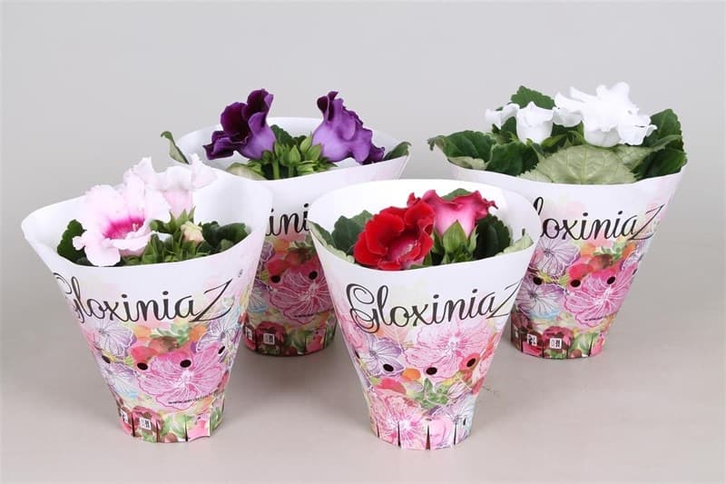 Каменно цвете Gloxinia C12
