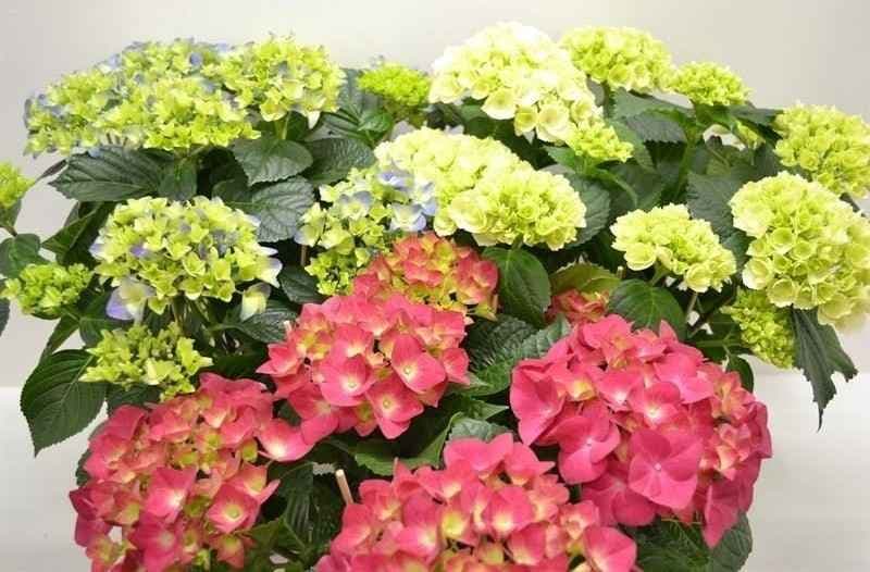 Хидрангея Hydrangea C14