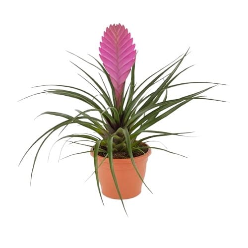 Тиландсия Tillandsia C9