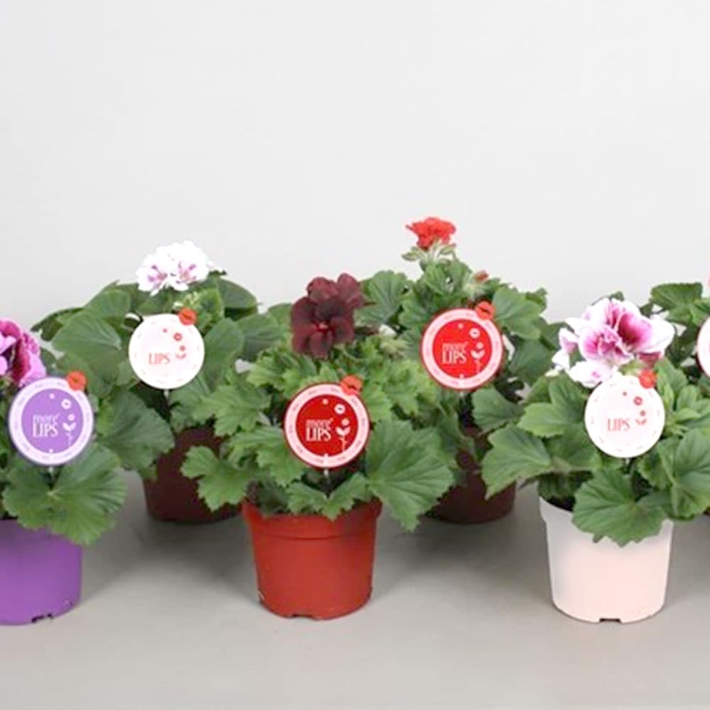 Кралско мушкато Grandiflorum C12