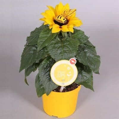 Слънчоглед Sunsation C12