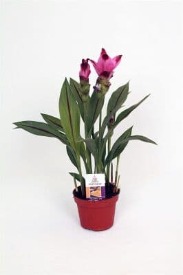 Куркума Curcuma C12