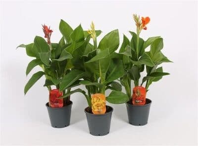 Кана Canna C14