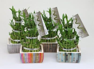 Бамбук Lucky Bamboo C10