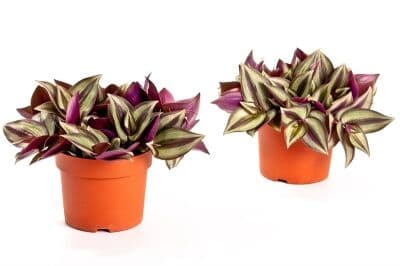 Традесканция Tradescantia C12