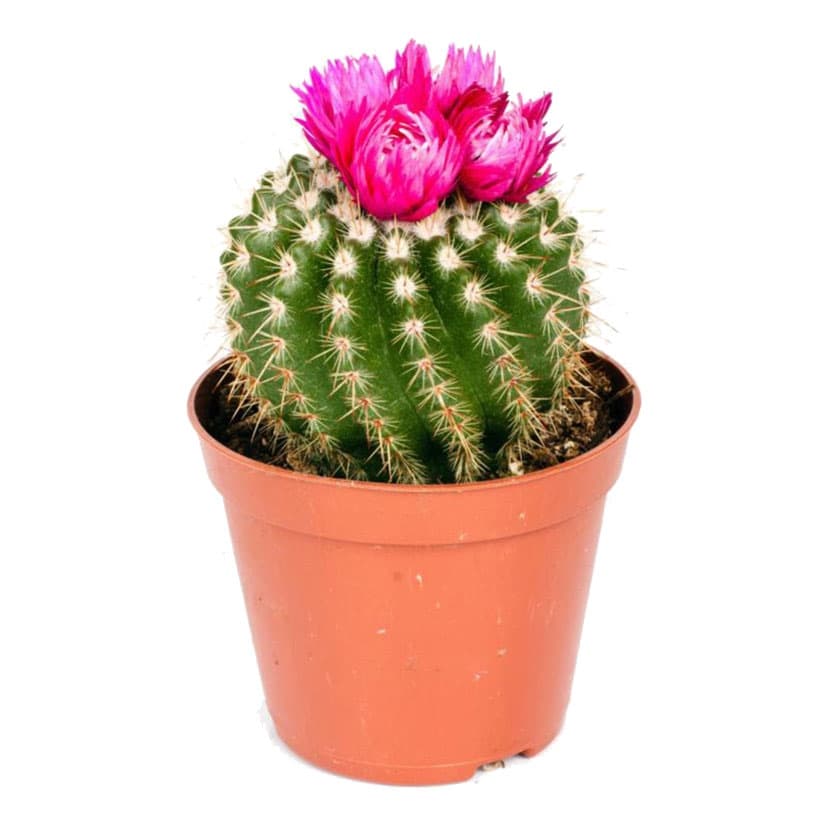 Кактус Gymnocalycium pink C508