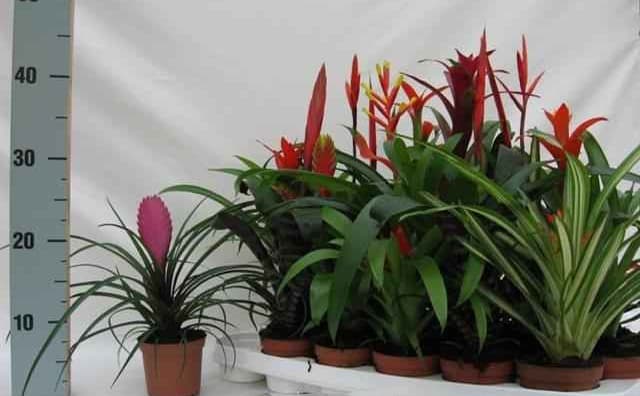 Бромелия Bromelia mix C9
