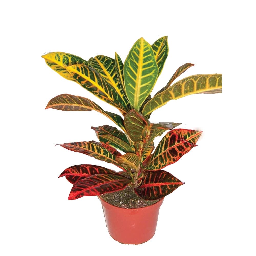 Кротон Croton mix C12