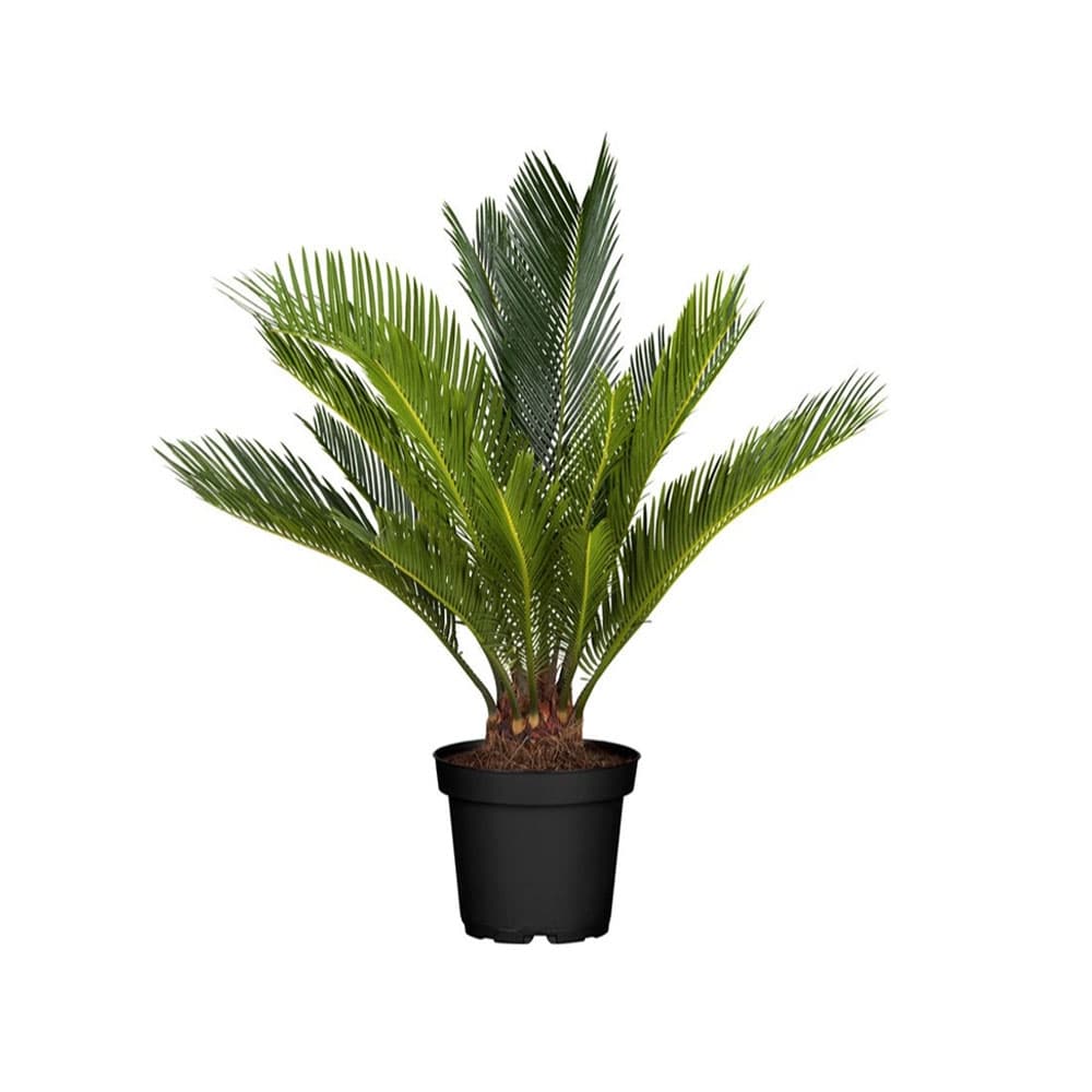Цикас Cycas revoluta C12