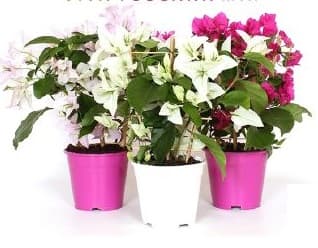 Бугенвилия Bougainvillea C14