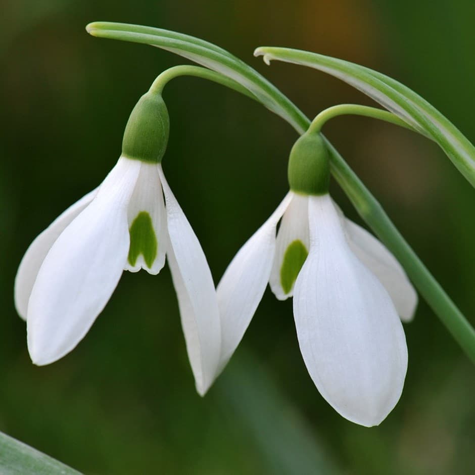 Кокиче Galanthus C10