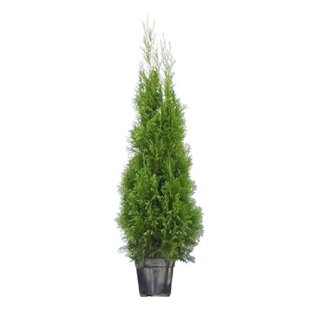 Западна туя Брабант 100/120 3 л Thuja Brabant