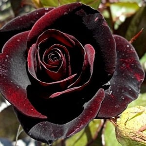 Роза корен Black Night