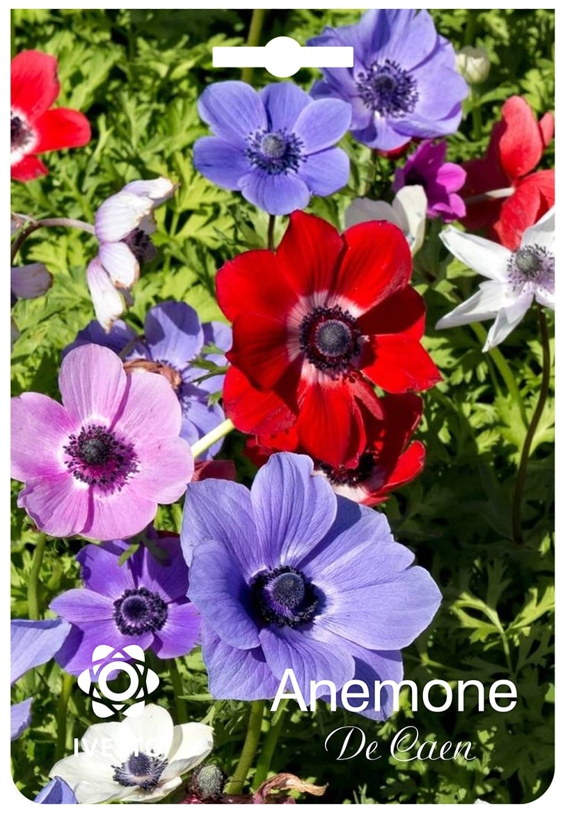Луковици анемоне Coronaria De Caen