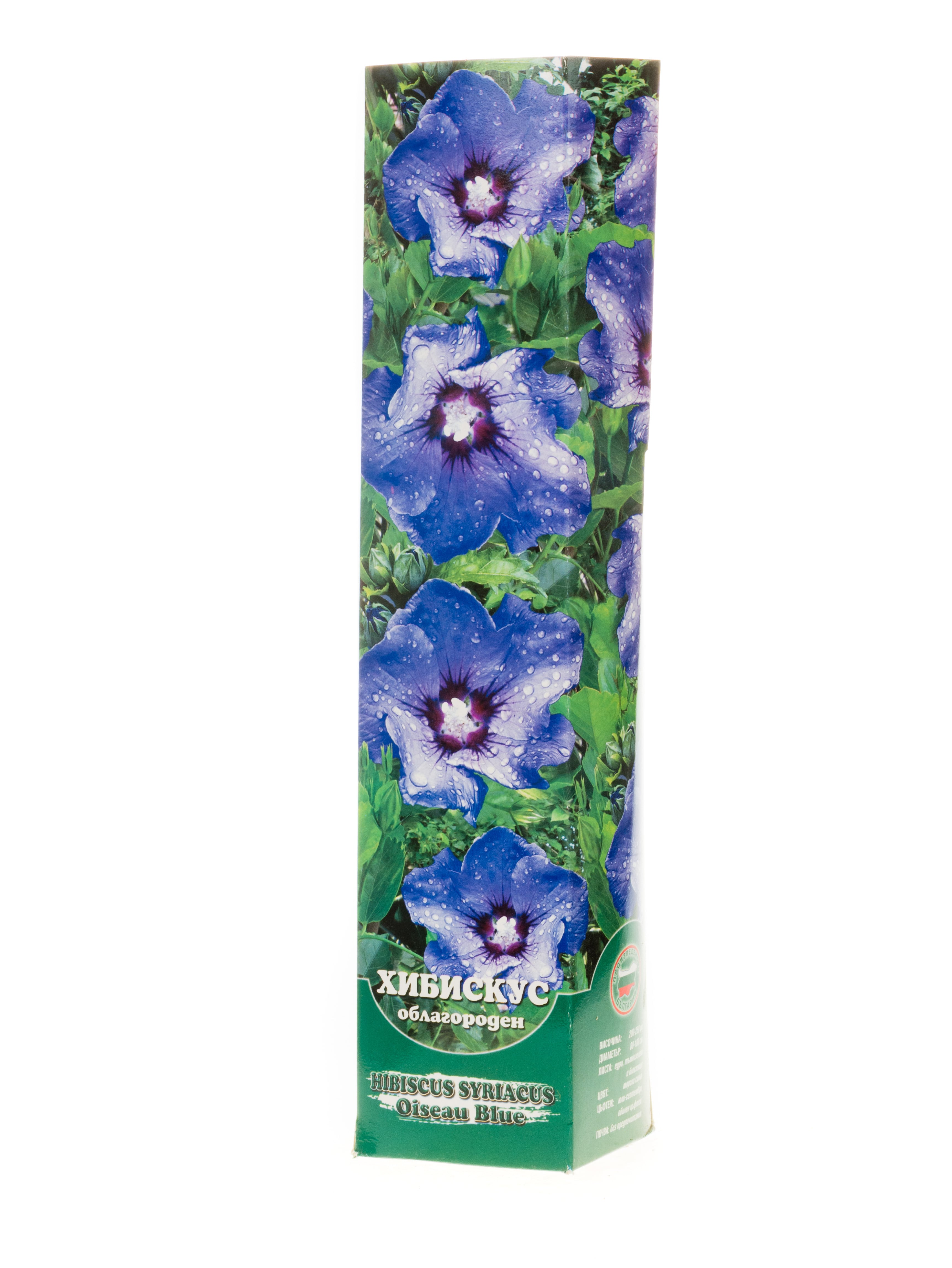Хибискус Oiseau Blue в кутия 