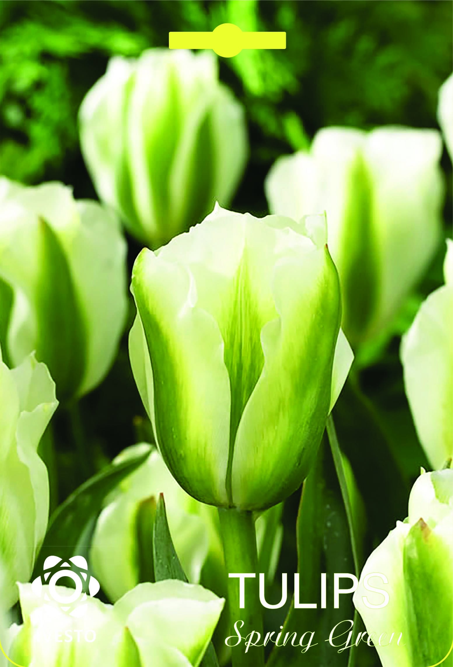Луковици лале Spring Green