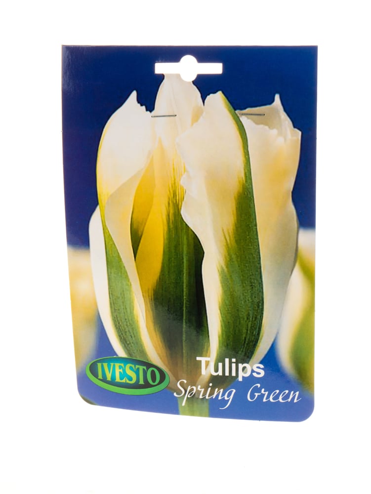 Луковици лале Spring Green