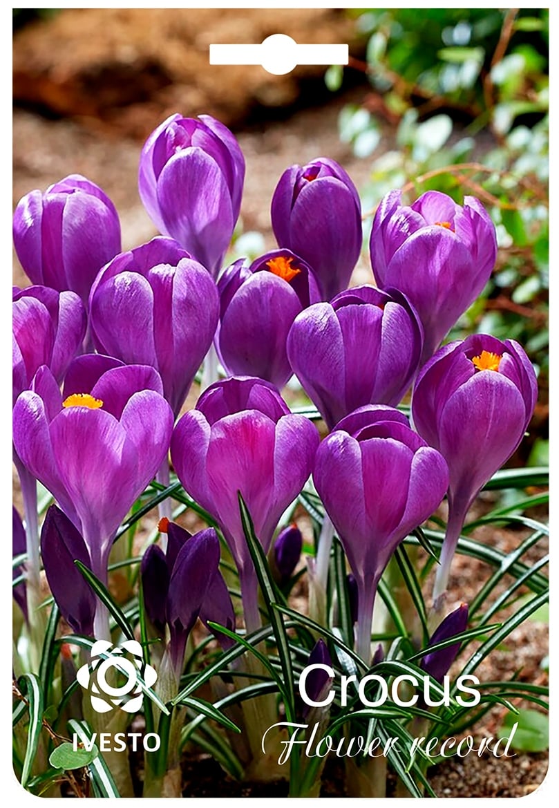 Луковици минзухар Flower Record
