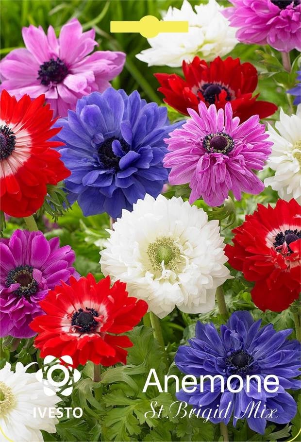 Луковици Ivesto Анемоне / Anemone St. Brigid Mixed 