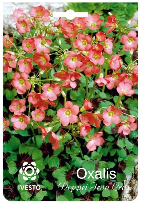 Луковици оксалис / Oxalis Iron Cross Ivesto  