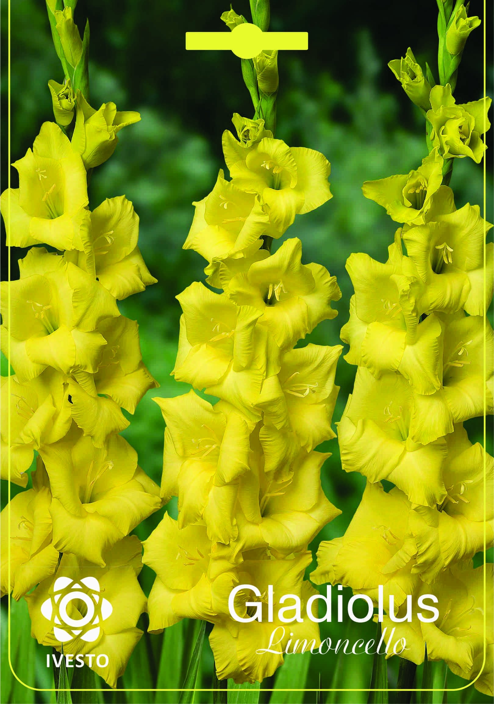 Луковици гладиола / Gladiolus Limoncello Ivesto