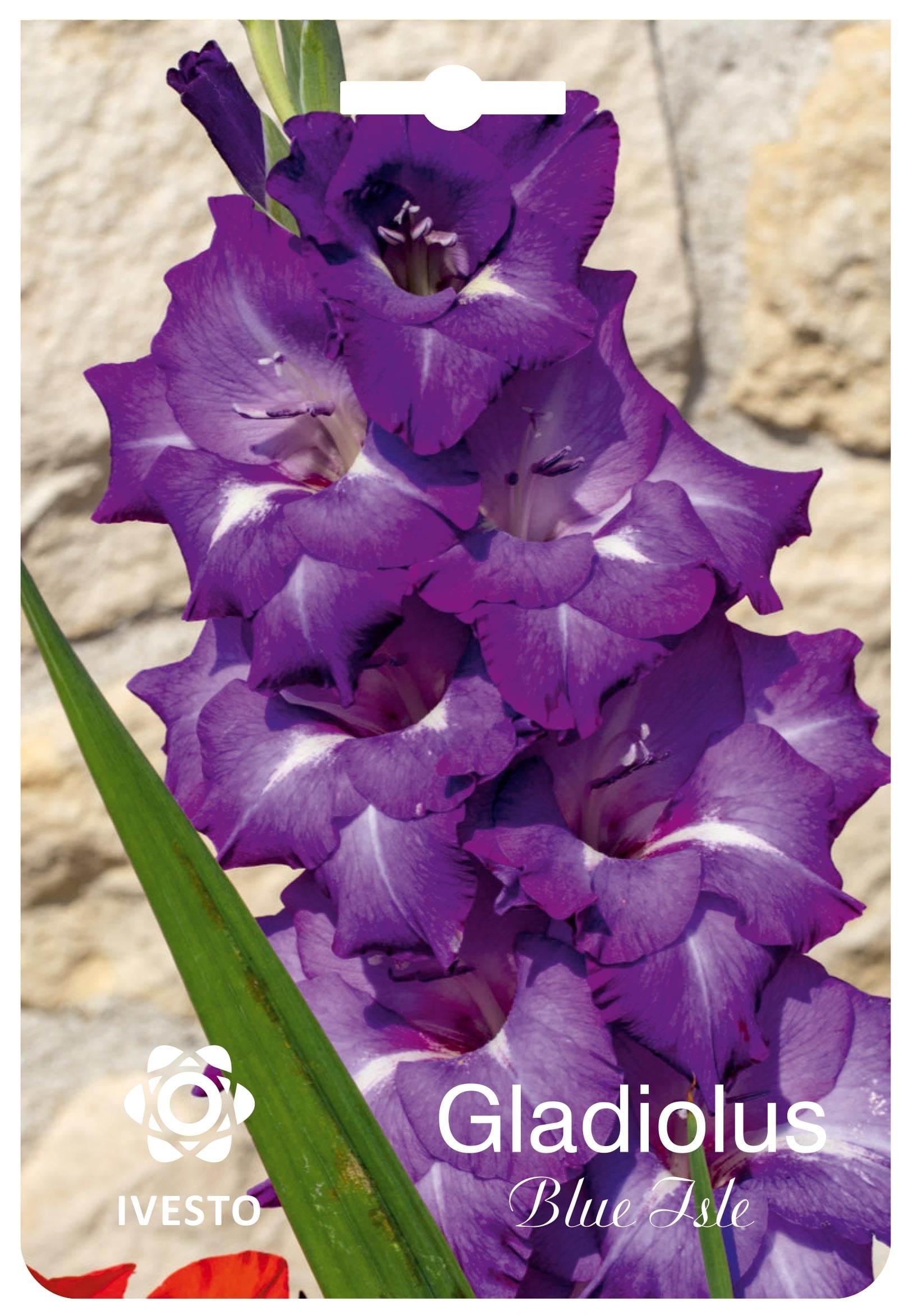 Луковици гладиола / Gladiolus Mediterranee Ivesto  