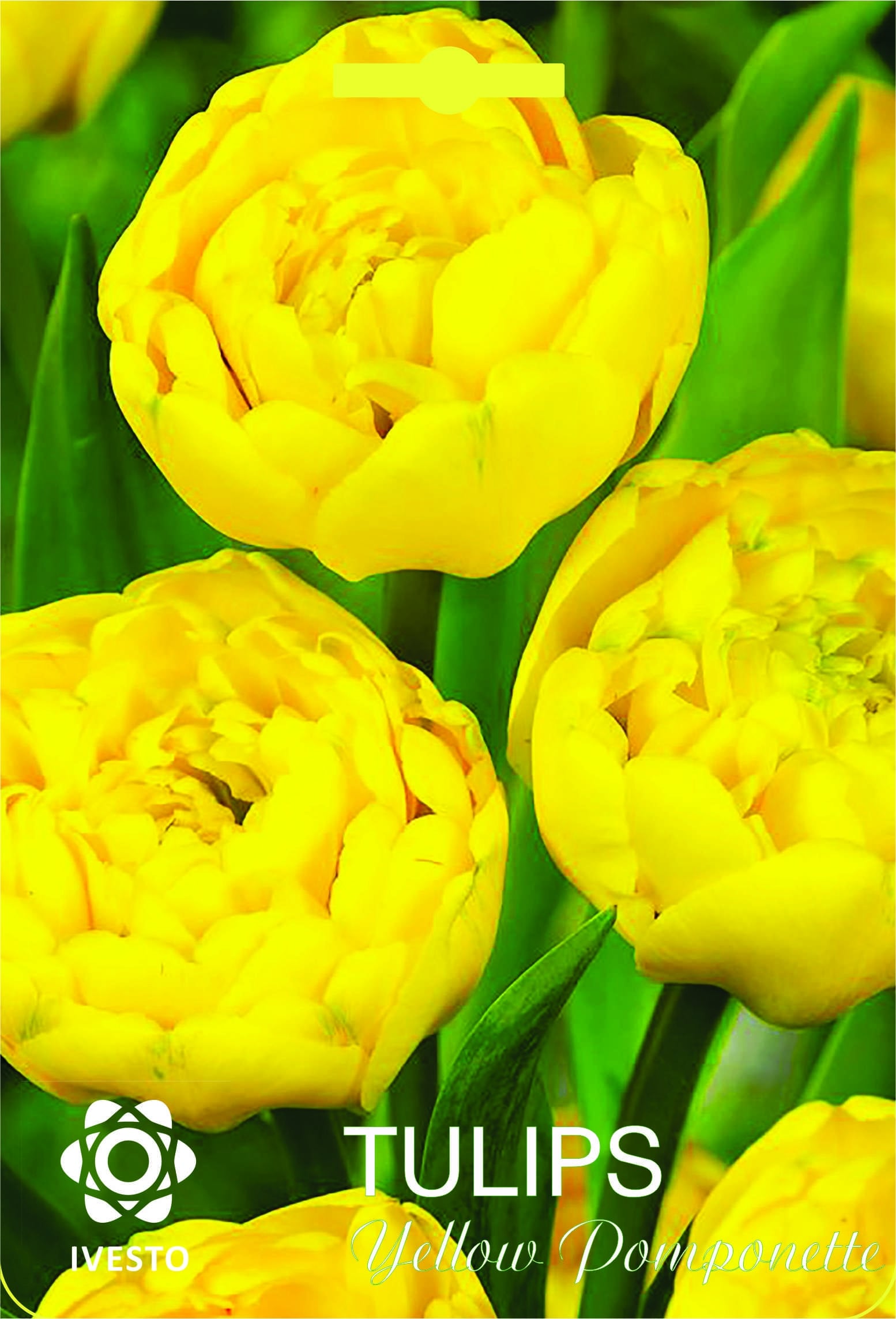 Есенни луковици кичесто лале Yellow Pomponette