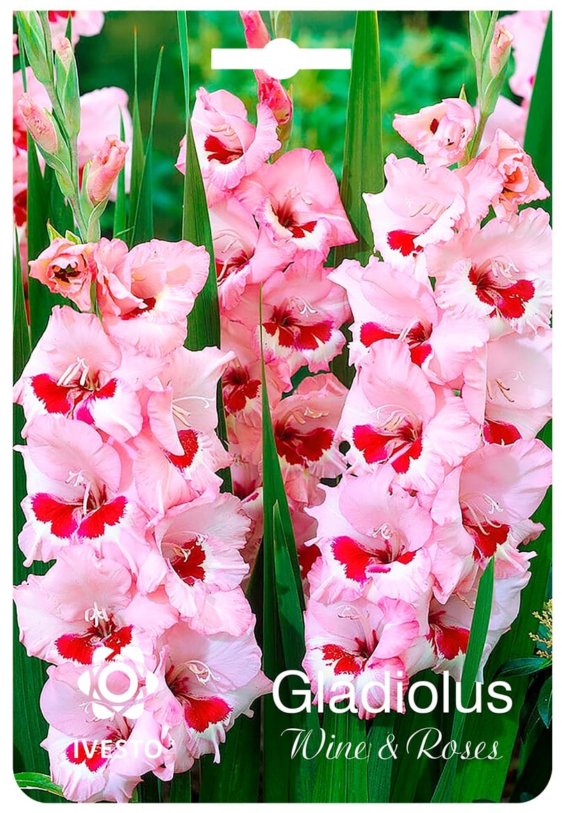 Луковици гладиола / Gladiolus Wine end Roses Ivesto