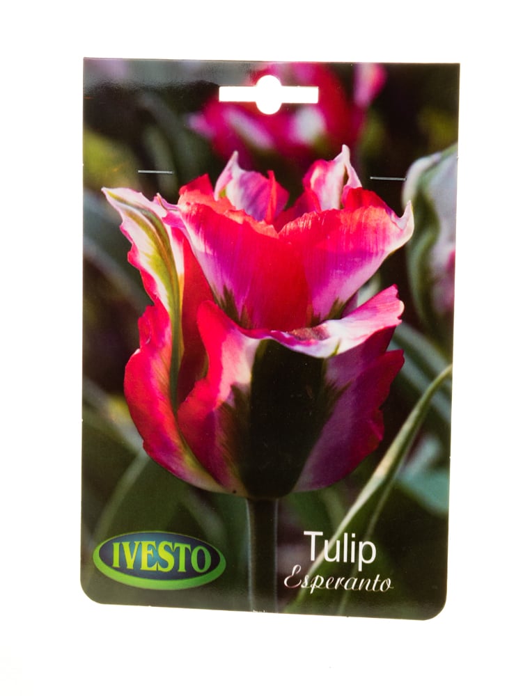 Луковици лале Tulips Viridiflora Esperanto