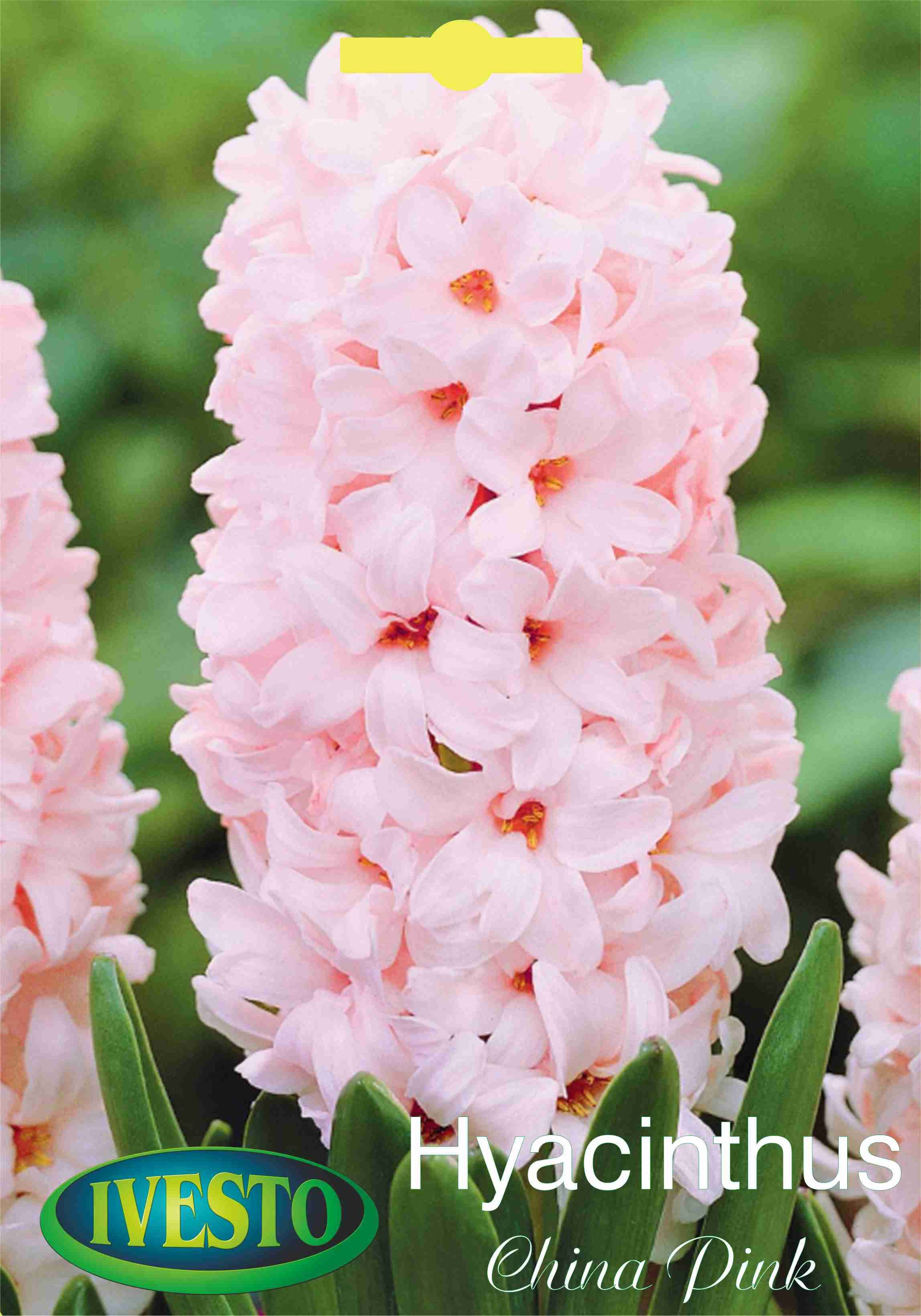Луковици зюмбюл China Pink 3101