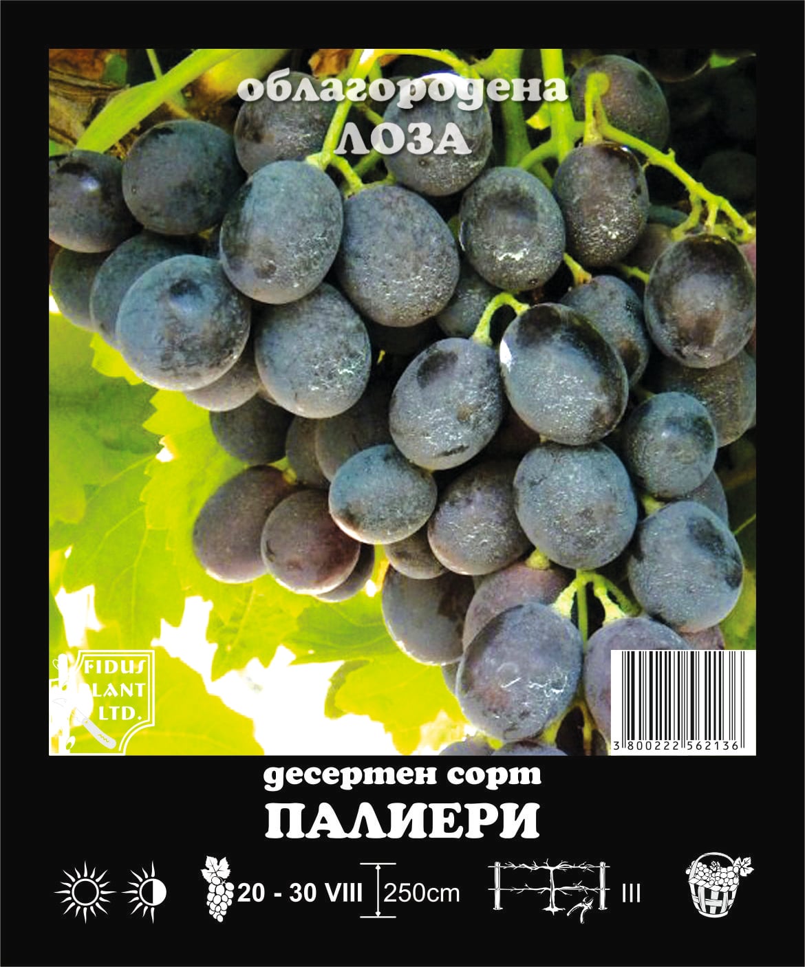 Лоза Палиери